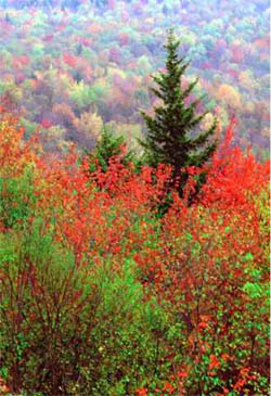 fallfoliage_small.jpe