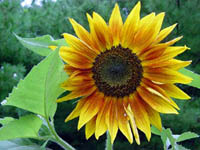 sunflower2.jpg